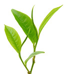 Les feuilles de thé