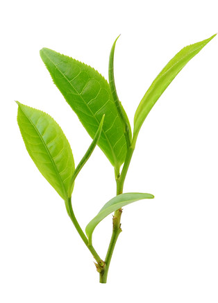 plant, tea leaves