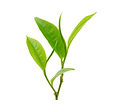 Tea Leaves