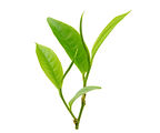 Tea Leaves