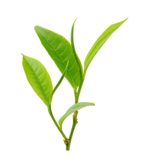 Tea Leaves