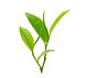 Tea Leaves
