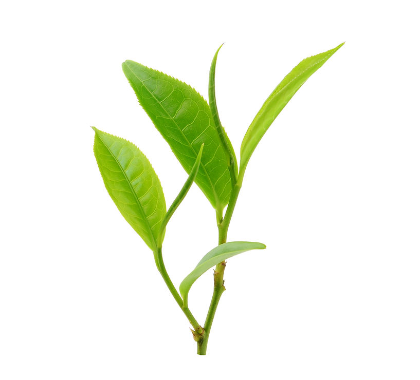Tea Leaves