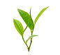 Tea Leaves