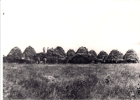 Ag1OatHarvest.jpg