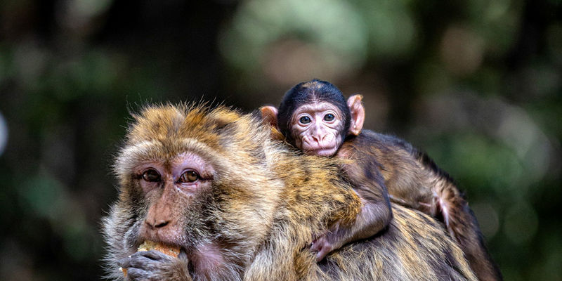 Barbary macaque with its baby near Azrou