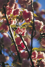 Cherry Blossom 3.jpg