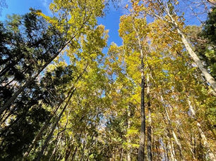 里山再生に10年。 人と自然の共生を目指す、オルビスの森づくりとは