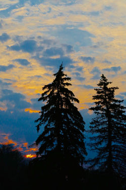 Two pines