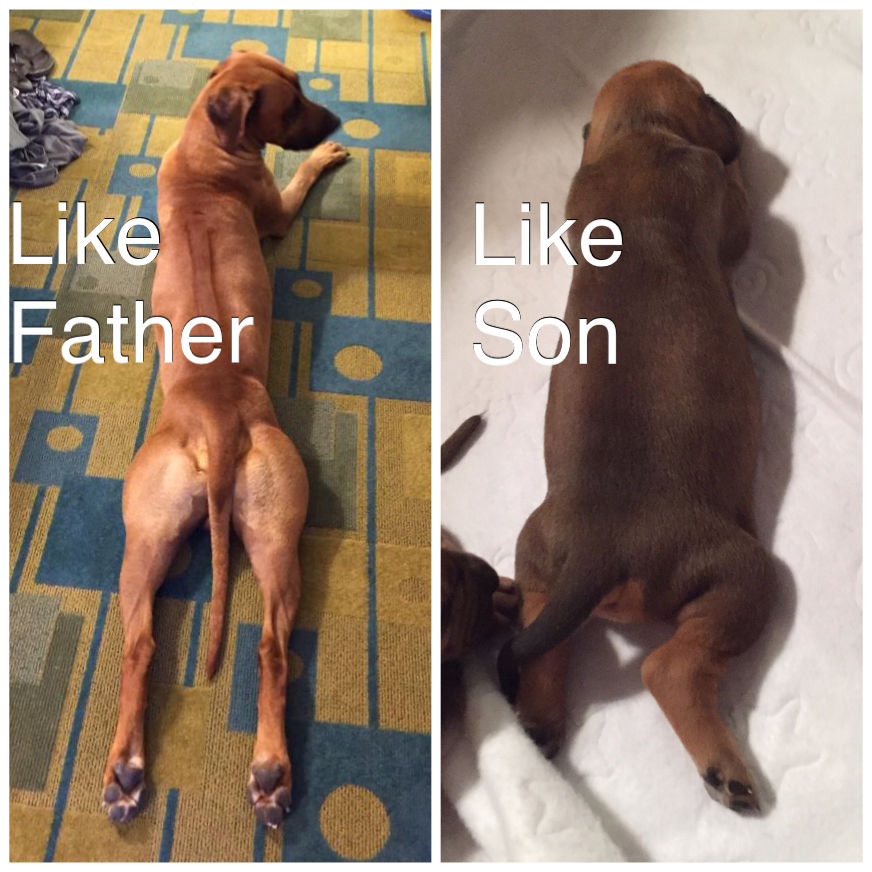 Like Father, Like Son
