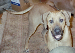 rocket 2003-1_edited