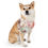 Thumbnail:  Personalized Pet Bandana Collar - Custom Floral Design for Dogs