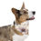 Thumbnail:  Personalized Pet Bandana Collar - Custom Floral Design for Dogs