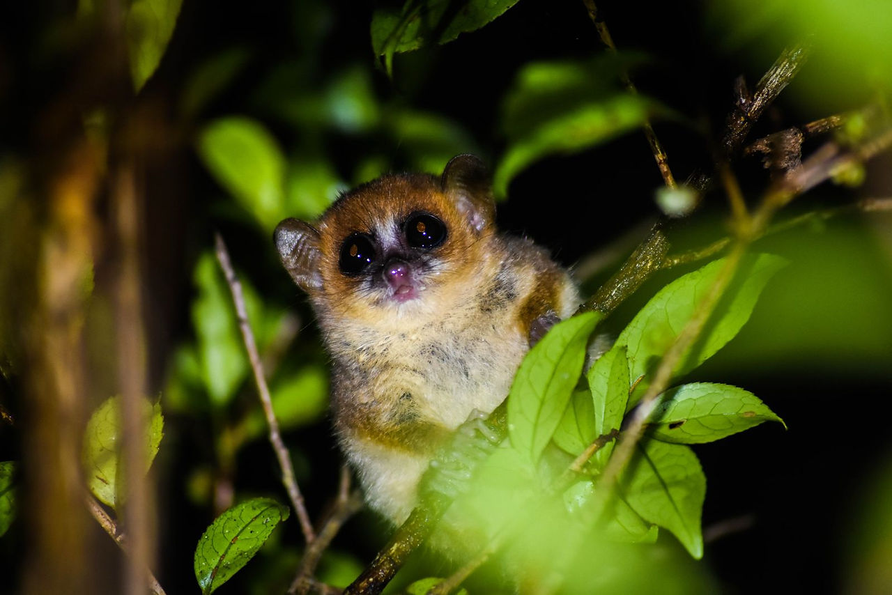 Mouse lemur 'Microcebus jonahi' named for Prof Jonah Ratsimbazafy