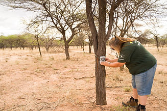 WWA Helen wild dogs 2.jpeg