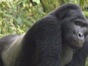 Contributing to Gorilla-Human conservation and health in Uganda