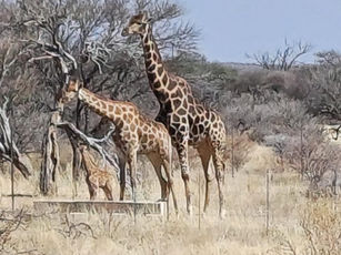 Giraffe family at waterhole