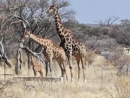 Giraffe family at waterhole