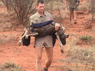 June 2023: African wild dog radio collaring, one year’s GPS monitoring, vaccinations & health check