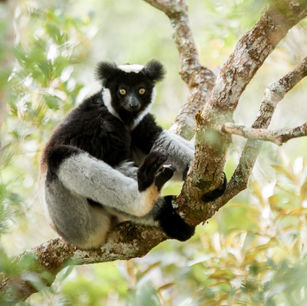 Black and white lemur