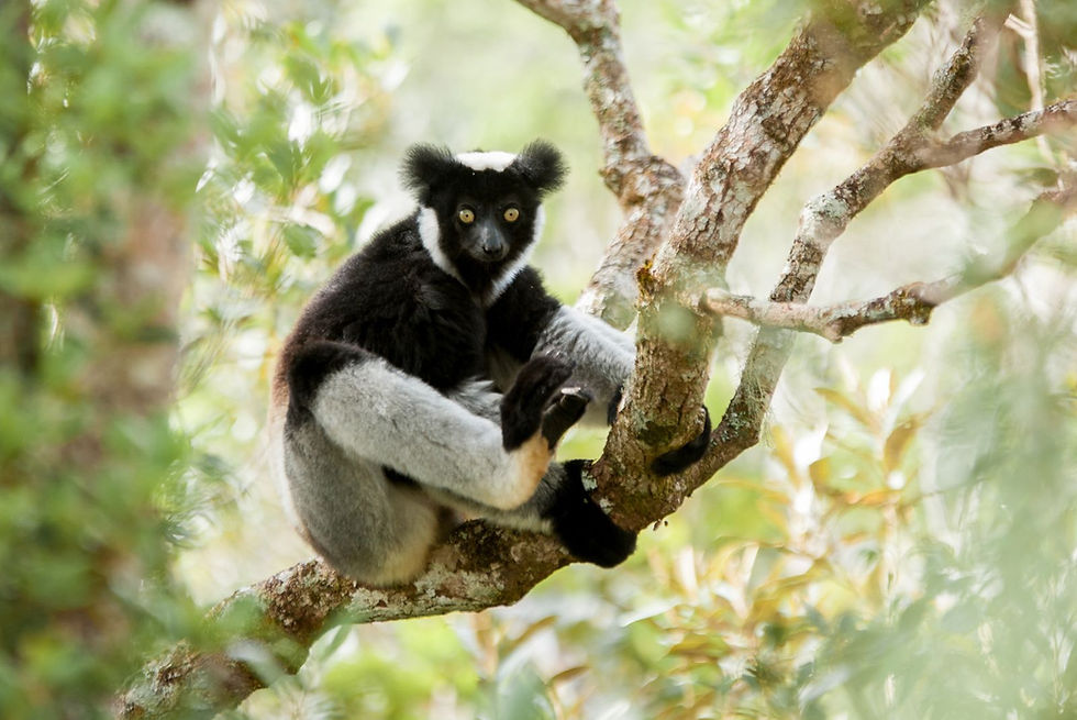 Black and white lemur