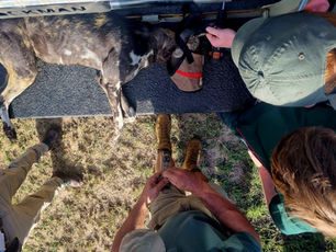 Removing a snare from a wild dog