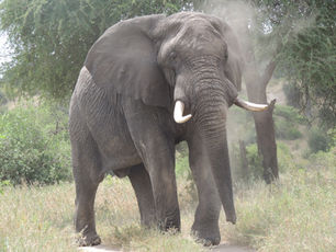 July 2022: Elephant Studies in the Greater Kruger National Park