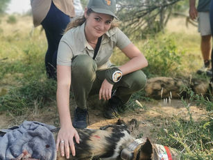 March 2021: African wild dog radio collaring, one year's GPS monitoring, vaccinations & health check
