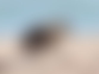 Brown hyena on Namibian beach