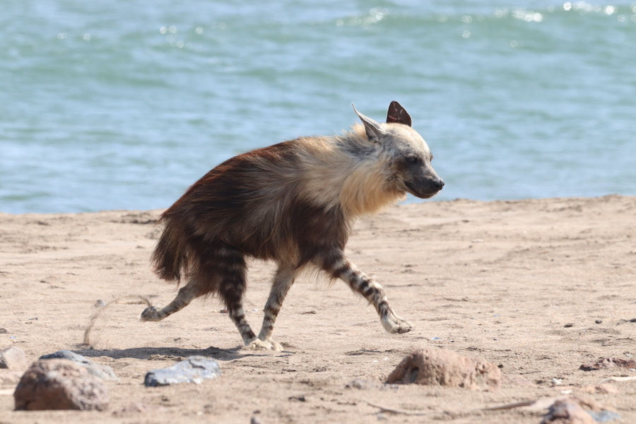 Brown hyena on Namibian beach