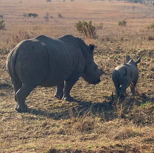 White rhino mother and calf