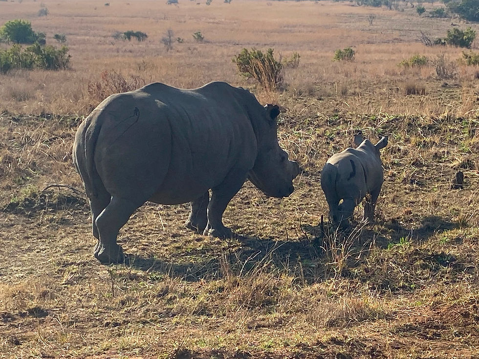 White rhino mother and calf