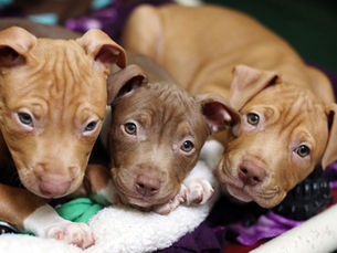 Adoption, Education, and Preservation: How PAWS does it all!