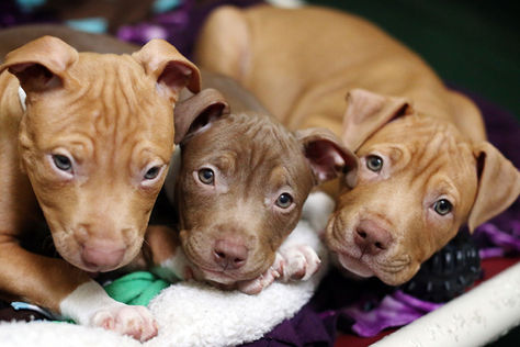 Adoption, Education, and Preservation: How PAWS does it all!