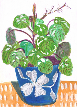 Botanical illustration of a Chinese Money Plant by Lynne Denys, offering private botanical art sessions in High Wycombe, Bucks.