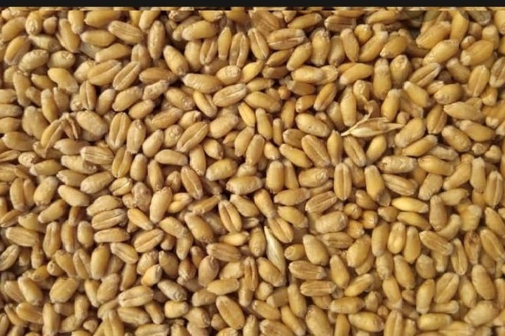 Wheat 10 kg.