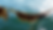 kelp1