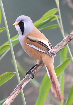 Hear what our customers say about Speckled Wood Wildlife