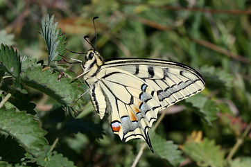 Swallowtail (gorganus) (2).jpg