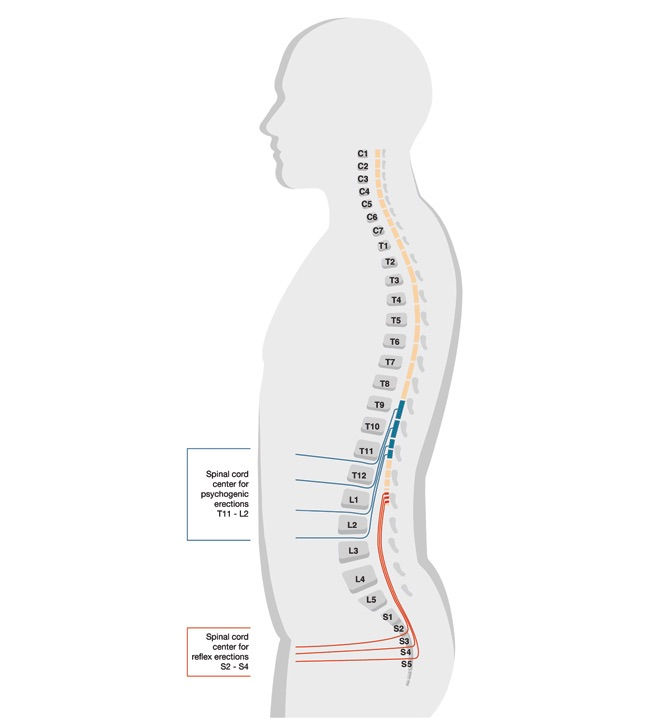 figure explaining what nerves and disks in the spine causes reflexive and psychogenic erections