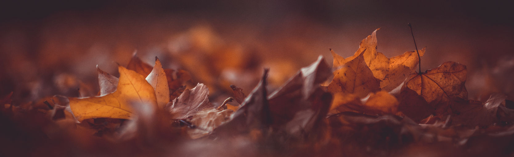 Autumn Leaves_edited.jpg