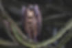 C1_Grim_Reaper.jpg