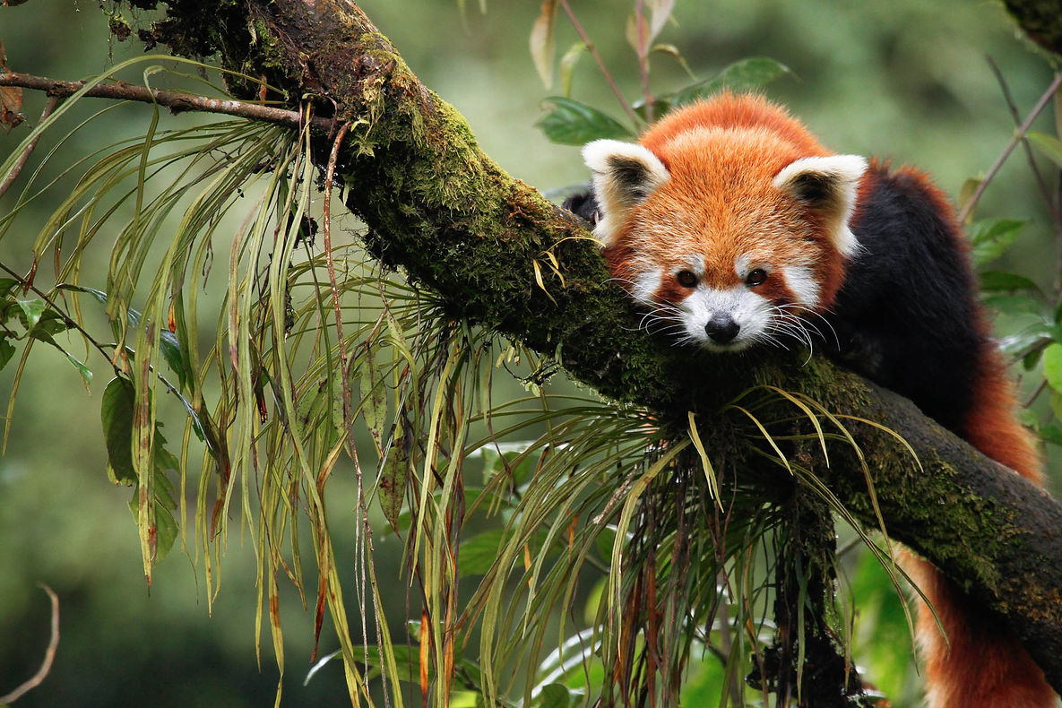India-Wildlife-Red-Pandas.jpg