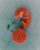 dc954e9ea32e28018202a4eb2caee793.jpg
