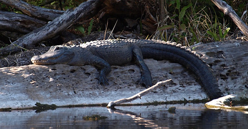Alligator Peace River.jpg