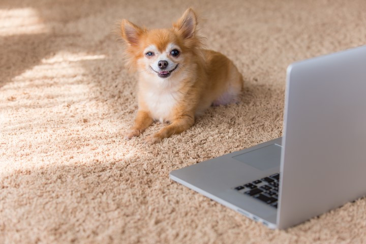 professional-carpet-cleaning-service-in-colorado-springs-colorado