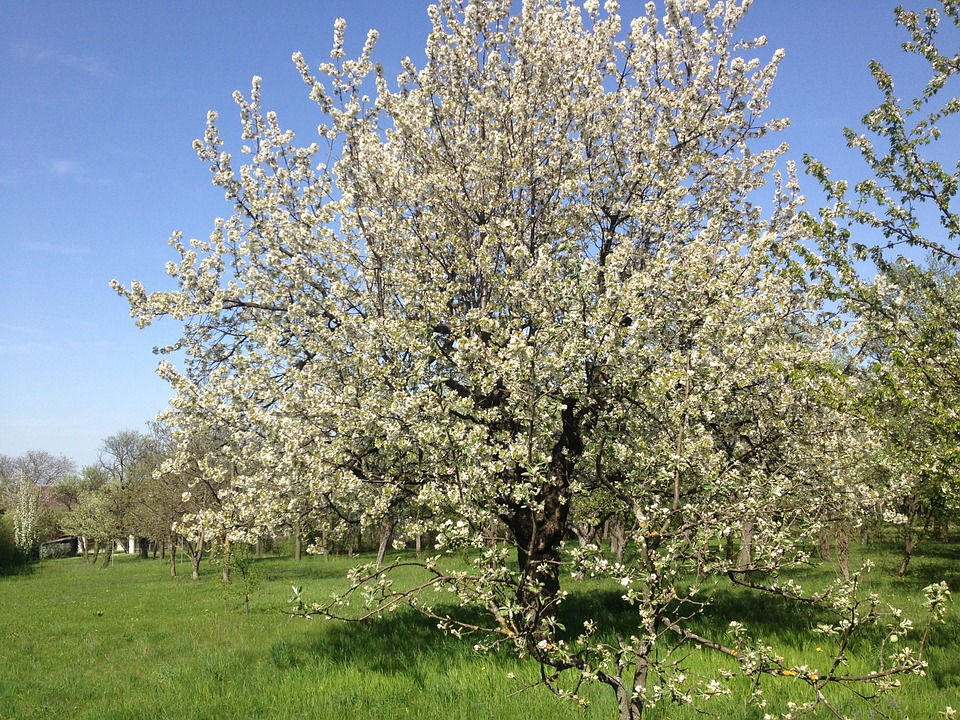 Wenn Kirschblüten im Frühling aus knospenreichem Schlaf erwachen und das Sonnenlicht ihr Anlitz streichelt, dann ist es höchste Zeit...