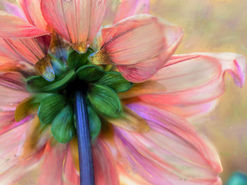 A close-up of a light pink flower with a bright green stem and midsection.