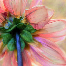 A close-up of a light pink flower with a bright green stem and midsection.