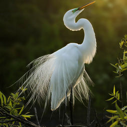 An egret standing in nature, in a beam of sunlight.